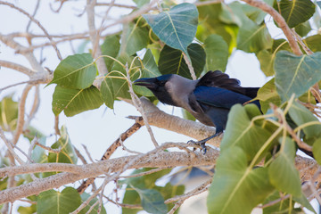 Crow, Birds crow on a tree a live crow on branch