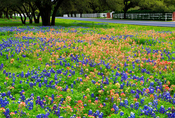 Bluebonnets, Texas national flowers,  and Indian paintbrush along the country road.