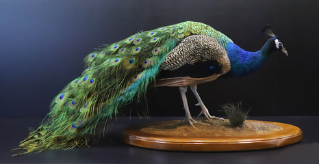 Closeup of a stuffed taxidermy peacock