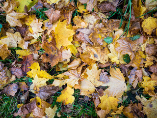 Autumn yellow trees leaves foliage at autumn