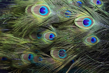 Closeup of a stuffed taxidermy peacock