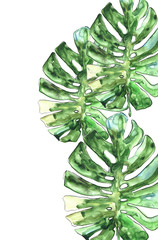  green leaves monstera for background