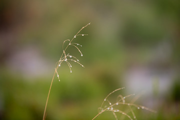 dew on grass
