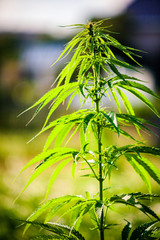 Cannabis plant, a marijuana bush