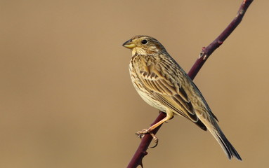 Corn bunting on branch with brown background, miliaria calandra