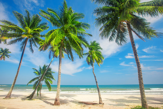 beautiful tropical beach with coconut palm trees