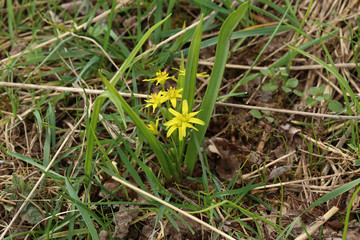 Yellow star of Bethlehem early spring flower
