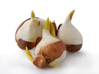 germination and sprouts of tulips bulbs