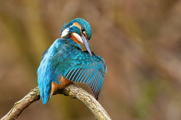 Cute common kingfisher, alcedo atthis, male cleaning feathers with long black beak in spring nature. Adorable little bird with blue plumage doing hygiene.