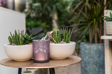 Cacti In pretty decorative pots in a garden center.