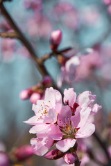 Naklejka premium bright pink and white flowers on trees, blooming, spring landscape, beautiful background