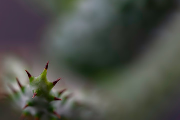Macro view of cactus thorns
