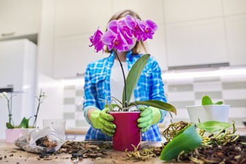 Woman caring transplanting plant Phalaenopsis orchid at table