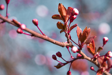 bright pink and white flowers on trees, blooming, spring landscape, beautiful background