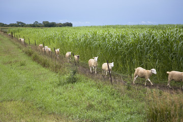 Obraz premium Row of sheep walking in cornfield along a fence in North Eastern Nebraska