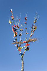 Indian Prayer Tree from Gathering of Grandmas, near Hot Springs, South Dakota