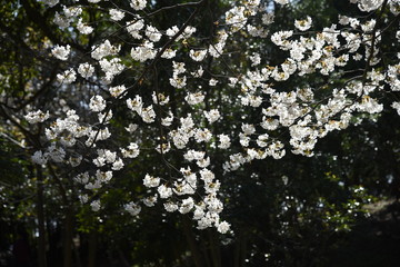 Cherry blossoms in full bloom / Cherry blossoms have been loved by Japanese people for a long time, and they bloom all over Japan since the middle of March, giving people the joy of spring.