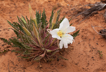 Blume in der Wüste 