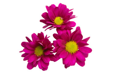 red chrysanthemum isolated