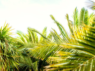 Palm leaves in the foreground on a white background with space at the top of the image. Concept of summer