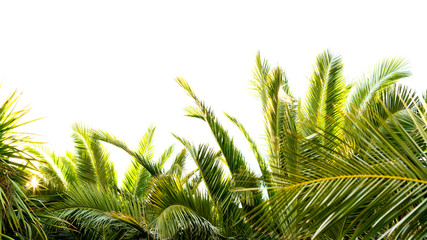 Palm leaves with the sun passing through them in a star shape, horizontal image with space at the top. Concept of summer