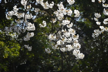 Cherry blossoms in full bloom / Cherry blossoms have been loved by Japanese people for a long time, and they bloom all over Japan since the middle of March, giving people the joy of spring.