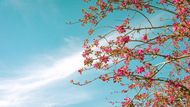 Panoramic image of cherry blossom with a turquoise blue sky in the background with clouds diagonally over the image, with space on the left. Spring concept
