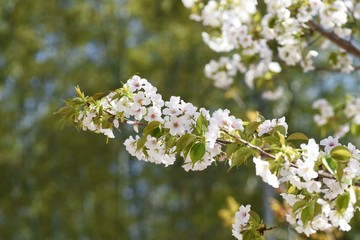 Cherry blossoms in full bloom / Cherry blossoms have been loved by Japanese people for a long time, and they bloom all over Japan since the middle of March, giving people the joy of spring.