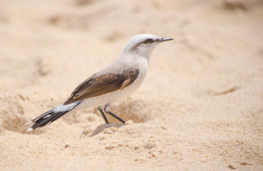 bird on beach