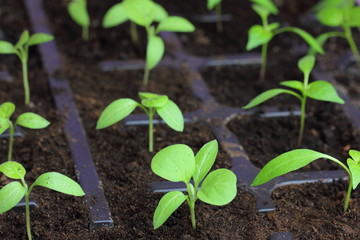 aubergine and pepper sprouts  for kitchen-garden