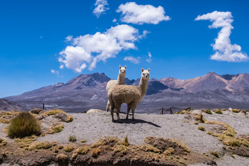 Two alpacas in natural habitat