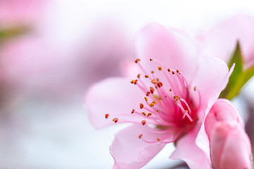 Pink flowers blooming peach tree at spring
