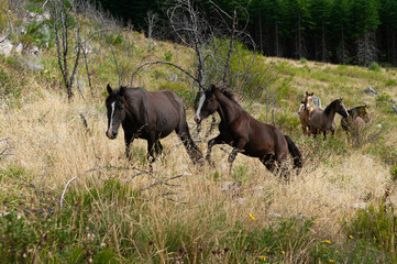Naklejka na ściany i meble caballos salvajes libres por las praderas y montañas juntos en manada y con sus crias