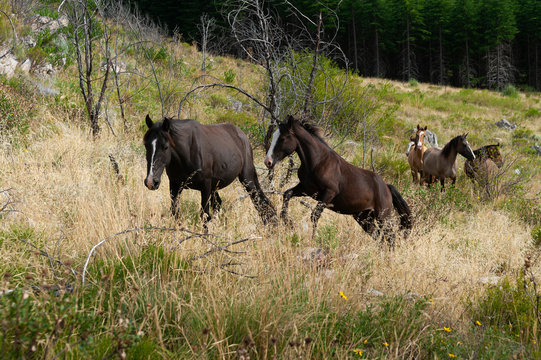 caballos salvajes libres por las praderas y monta&ntilde;as juntos en manada y con sus crias