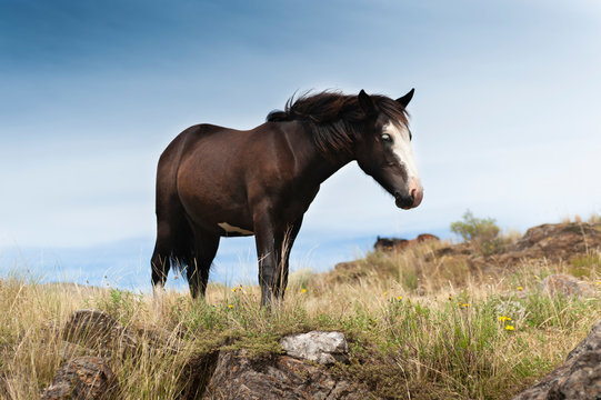 caballos salvajes libres por las praderas y monta&ntilde;as juntos en manada y con sus crias