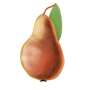 Hand drawn soft pastel red pear with green leave isolated on the white background