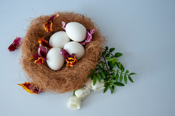 Eggs in a nest on a blue background. White flowers. Copy space for text.