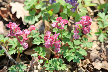 first spring flowers