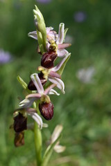orchidée sauvage
