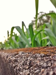 seedlings growing in soil