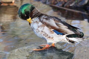canard colvert