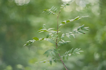 Rowan tree branch with green leaves on blurred nature background