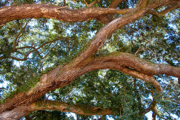 Fototapeta premium large live oak branches with green leaves