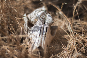 crane de brebi dans une prairie, Espagne 