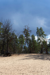 Roots of tree at sandy beach on pine forest background