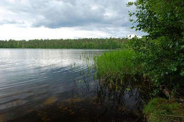 Lake in nasty cloudy day, reeds growing in water and forest. Summer nature landscape