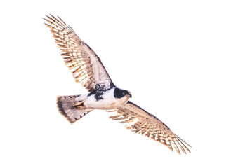 Black sparrowhawk in flight