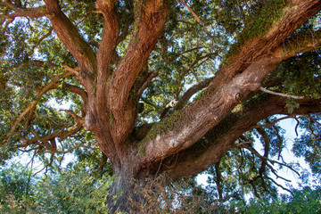 large live oak branches with green leaves