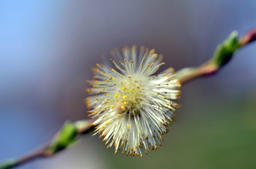 Weidenkätzchen an einem Zweig