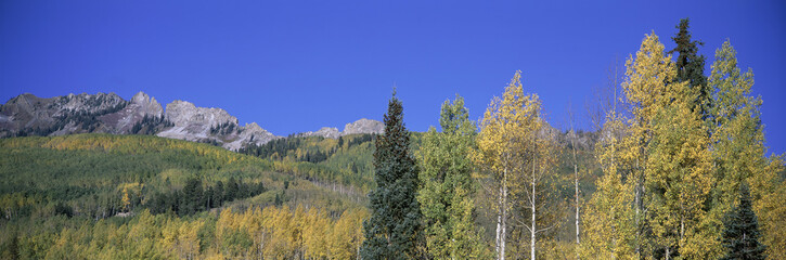 Panoramic of autumn color with mountains in background near Crested Butte Colorado